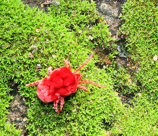 Red Velvet Mite Project Noah