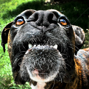 Ugly Beauty. by Jordiie Hunt - Animals - Dogs Portraits
