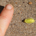 Green Crowned Slug Moth Caterpillar