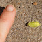 Green Crowned Slug Moth Caterpillar