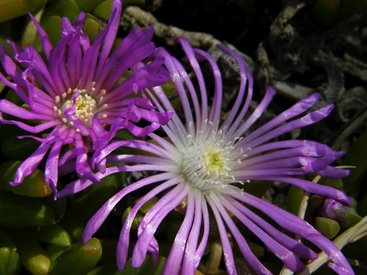 Rounded Noon-flower