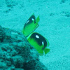 Fourspot butterflyfish