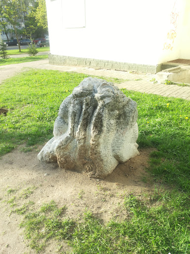 Осьминог каменный