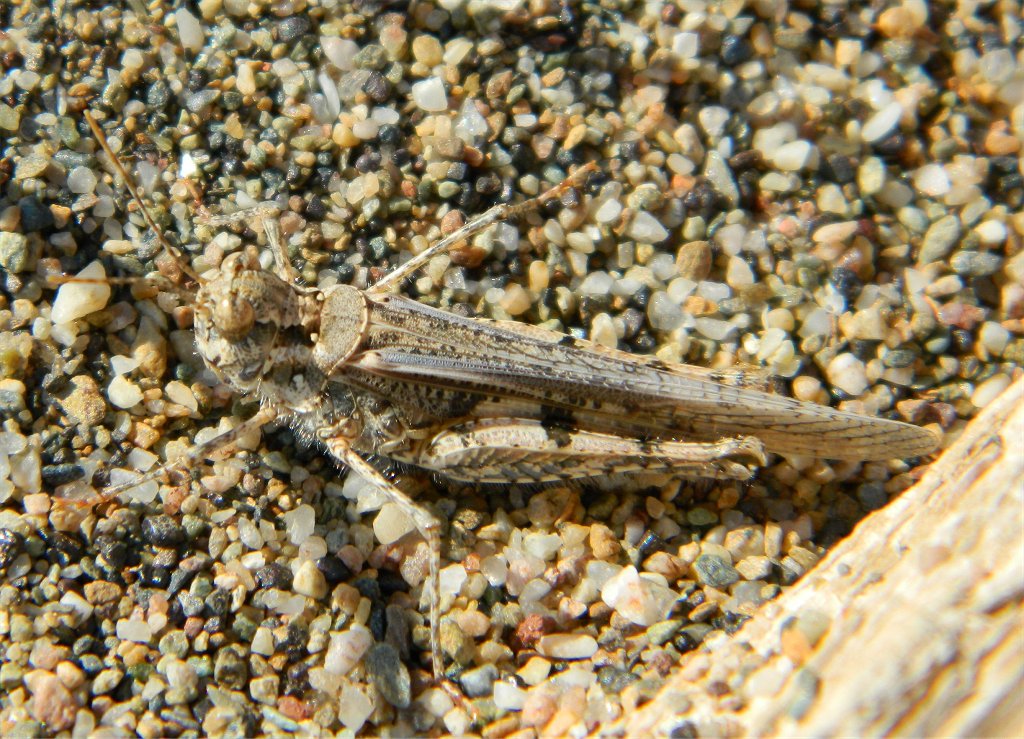 Slender Burrowing Grasshopper