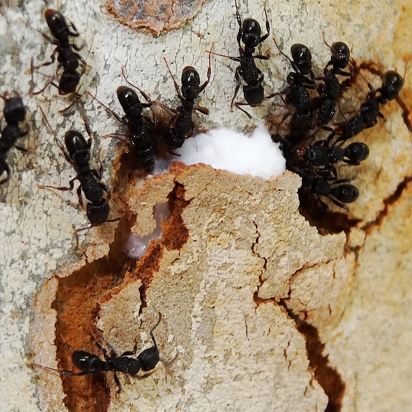 Ants with slime mold | Project Noah