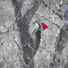 pajaro carpintero/woodpecker