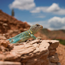 Herps of Palo Duro Canyon State Park