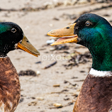 chatting by Vibeke Friis -  