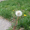 Dandelion