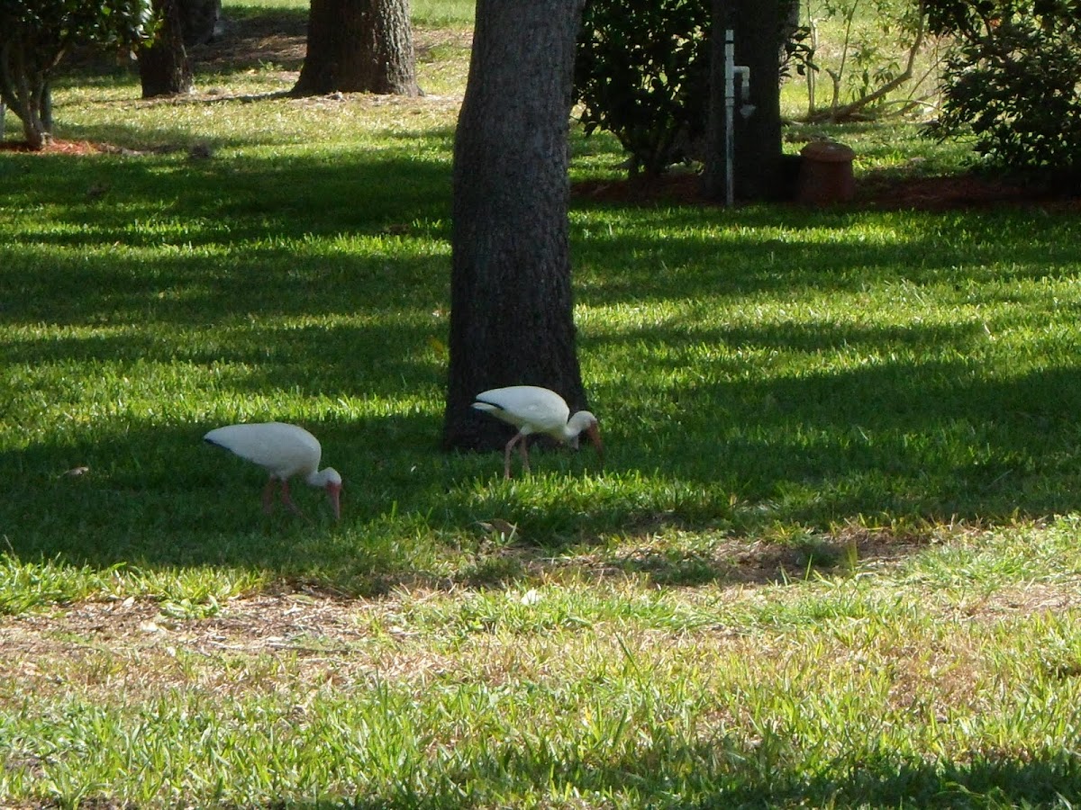 White Ibis