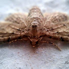 Moth