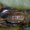 Dragonfly Larvae