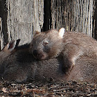 Coarse Haired Wombat