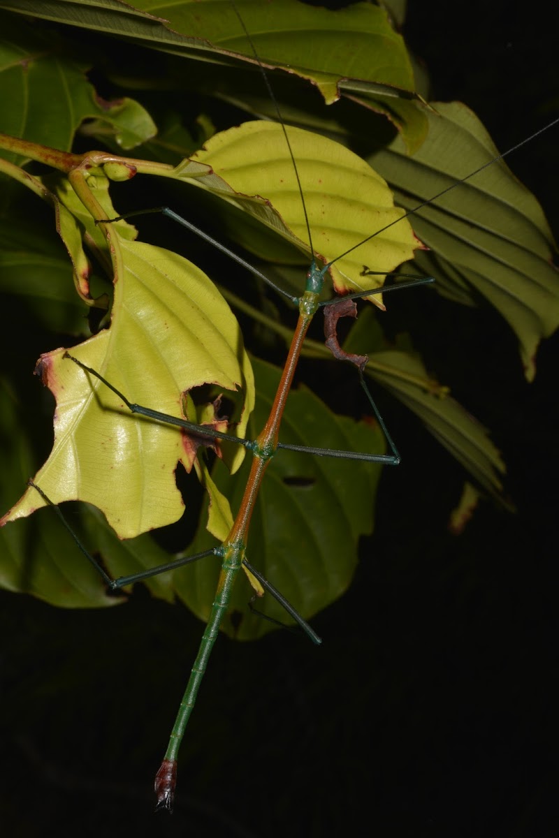 Stick Insect - Male