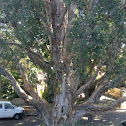 Paper bark (broad leaf)