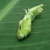 Molting (Grasshopper)