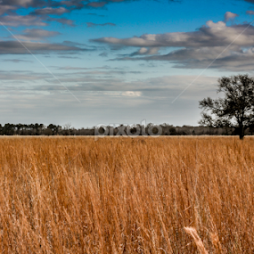 Sounds by Juliana Sabo - Landscapes Prairies, Meadows & Fields
