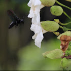 Tropical Carpenter Bee