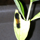 Woolly bear caterpillar