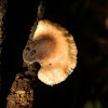 Wood fungus with stipe