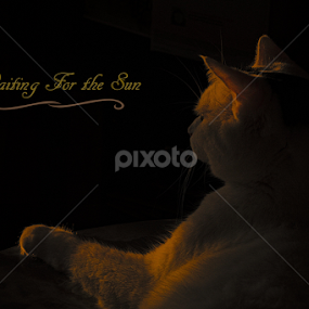 Waiting For the Sun by Dallas Landriault - Typography Captioned Photos