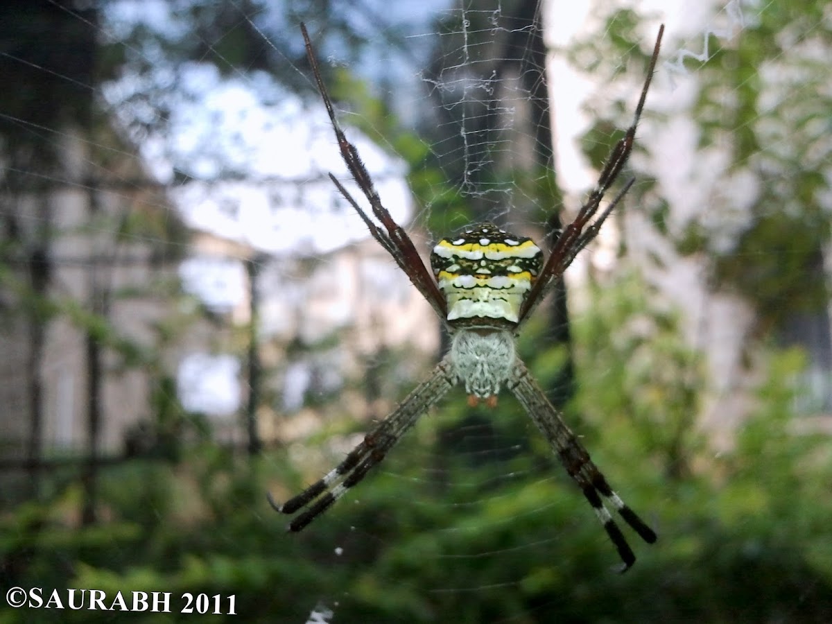 Indian Signature Spider