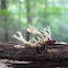 Off-white fungus