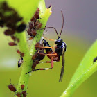 Wasp & Black Citrus Aphids