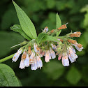 Comfrey