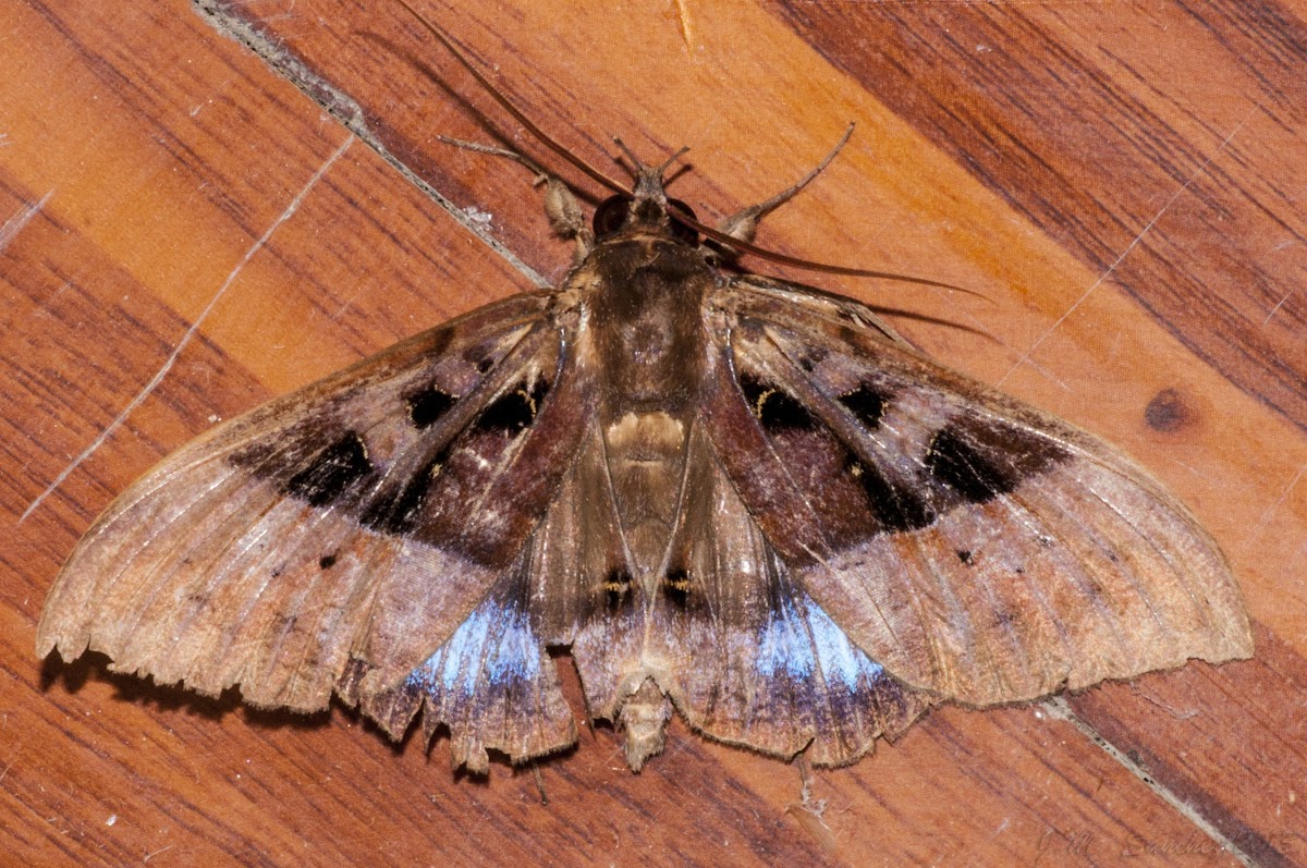 Noctuidae moth