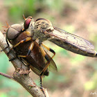 Robber fly