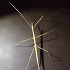 Western Short-horned Walkingstick