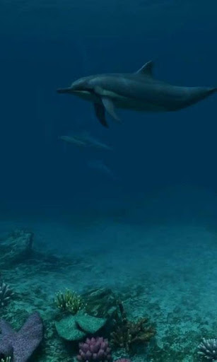 Dolphins live wallpaper