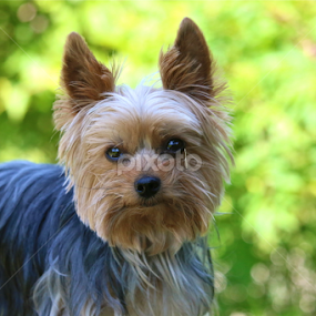 Hey, YOU! by Sydney Rohmann - Animals - Dogs Portraits