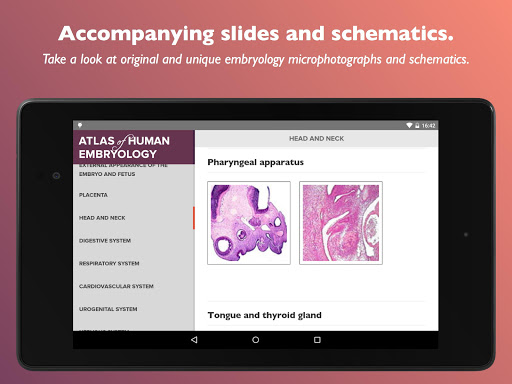 Atlas of Human Embryology