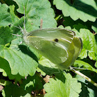 Small Cabbage White butterflies (mating pair)