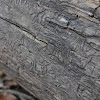 Beetle larvae (tracks)