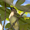 Cedar Waxwing