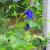 Blue Butterfly Pea Vine