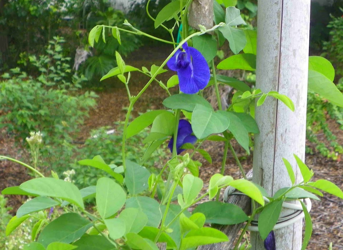 Blue Butterfly Pea Vine