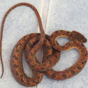 Costa Rican cat-eyed snake