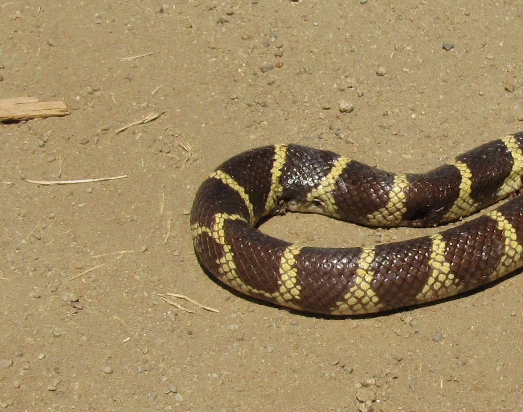 California king snake