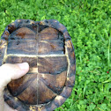 Eastern box turtle, male