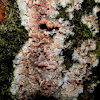 Unknown resupinate fungus