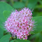 Rosy Spiraea