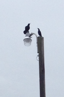 Boat-tailed Grackle