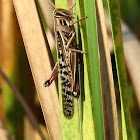 American bird grasshopper