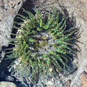 Burrowing anemone