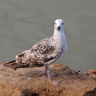 Gaviota patiamarilla (Yellow-legged gull)