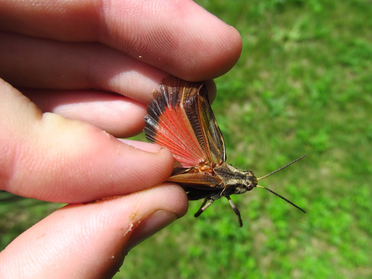 Longhorn Band-wing Grasshopper